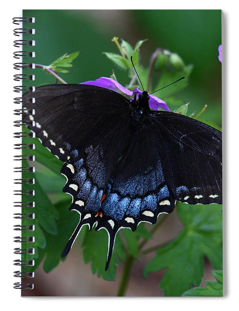 Butterfly Spiral Notebook featuring the photograph Tiger Swallowtail Female Dark Form On Wild Geranium by Daniel Reed