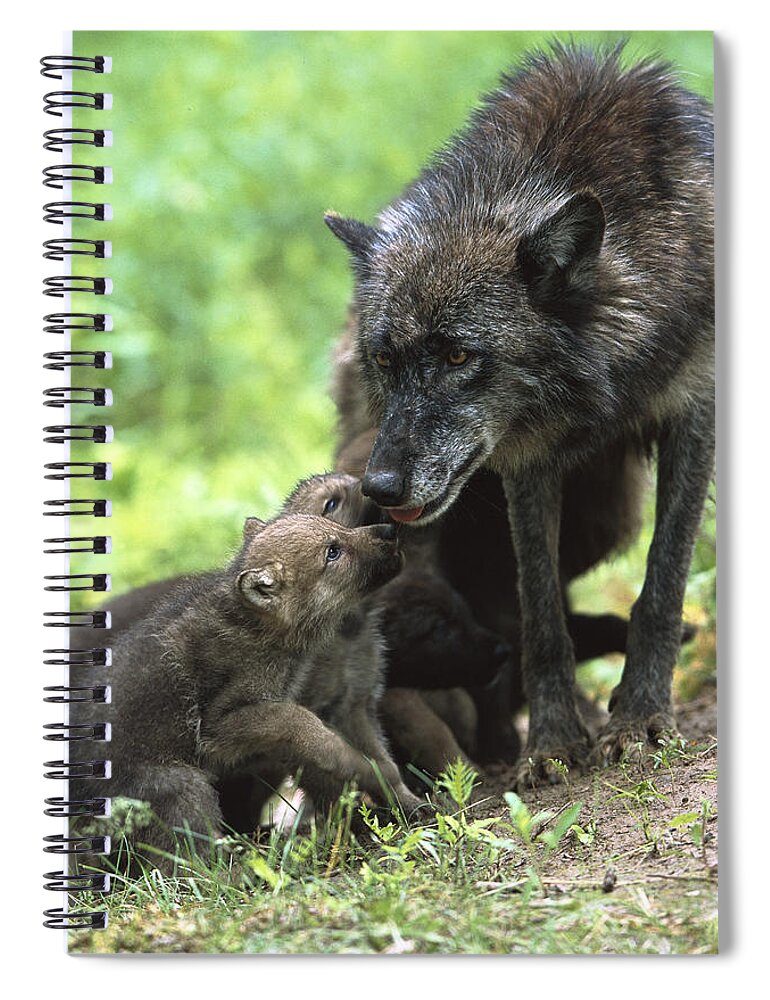 Mp Spiral Notebook featuring the photograph Timber Wolf Canis Lupus Mother by Konrad Wothe