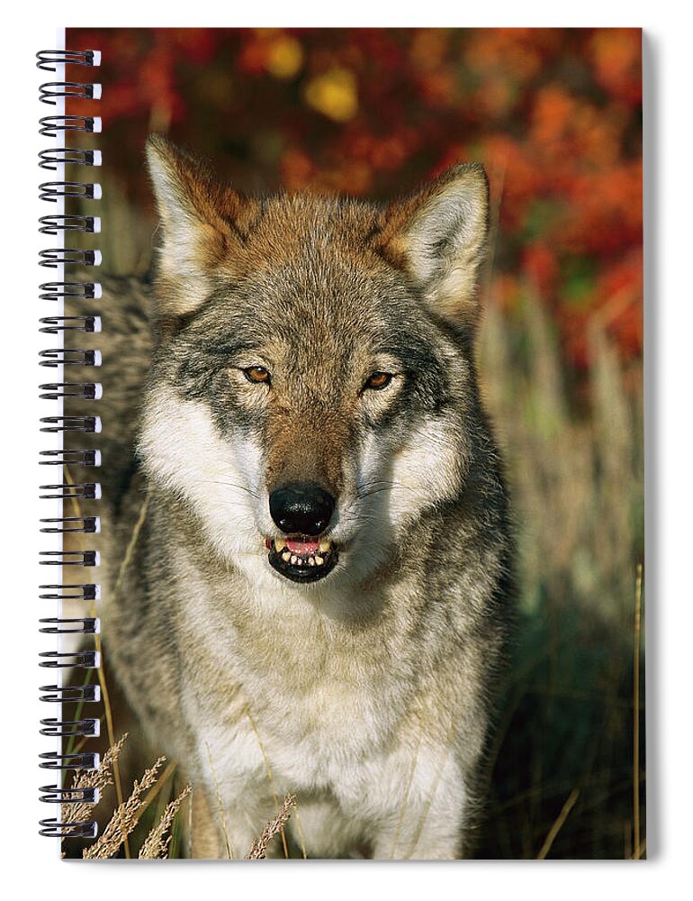 Mp Spiral Notebook featuring the photograph Timber Wolf Canis Lupus Portrait, Teton by Tom Vezo
