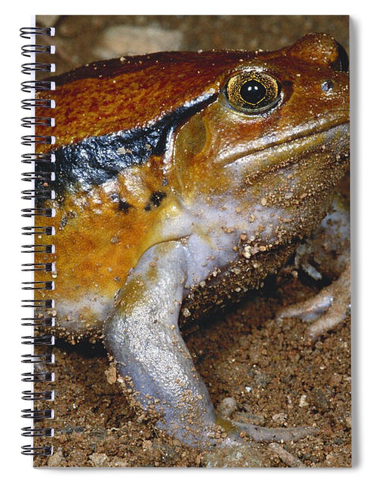 Tomato Frog Spiral Notebook featuring the photograph Tomato Frog by Dante Fenolio