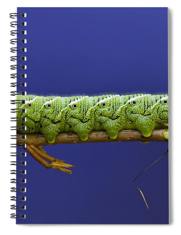 Caterpillar Spiral Notebook featuring the photograph Tomato Hornworm by Amy Jackson