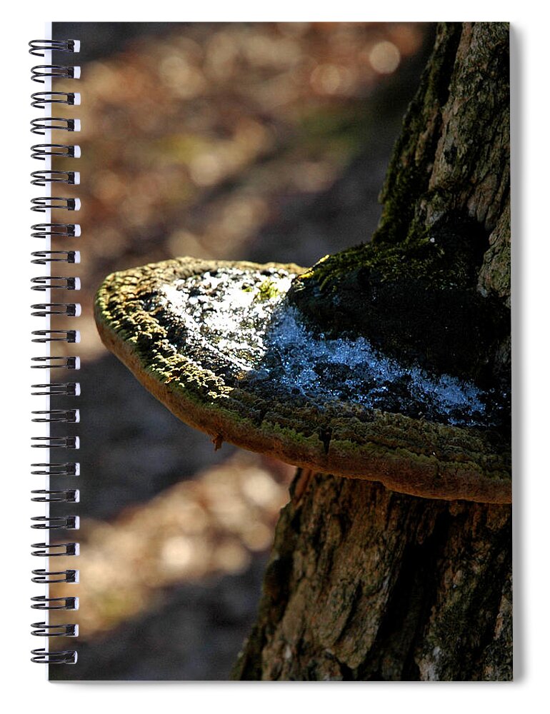 Usa Spiral Notebook featuring the photograph Tree Shelf Snow sprinkled Fungus by LeeAnn McLaneGoetz McLaneGoetzStudioLLCcom