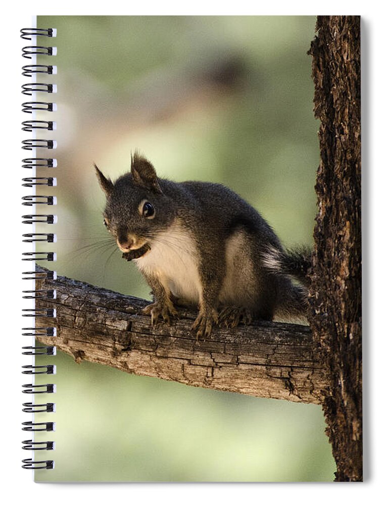 Douglas Spiral Notebook featuring the photograph Tree Squirrel by Dianne Phelps
