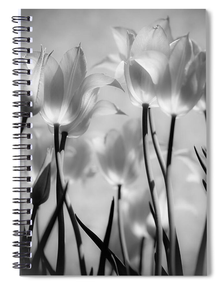 Tulips Spiral Notebook featuring the photograph Tulips Glow by Michelle Joseph-Long