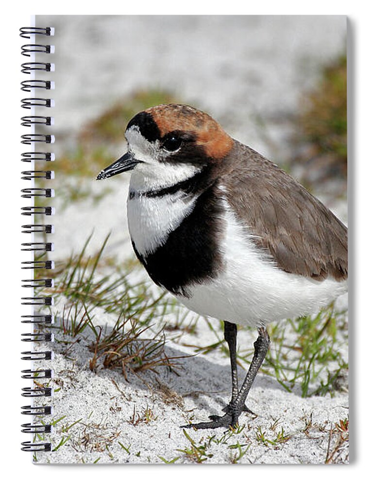 Flpa Spiral Notebook featuring the photograph Two-banded Plover Charadrius by Martin Withers