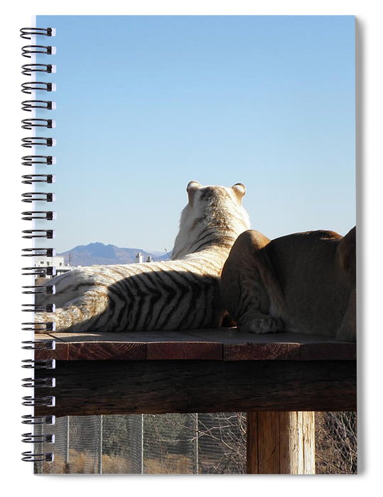 Lion Spiral Notebook featuring the photograph Two Gorgeous Females by Kim Galluzzo