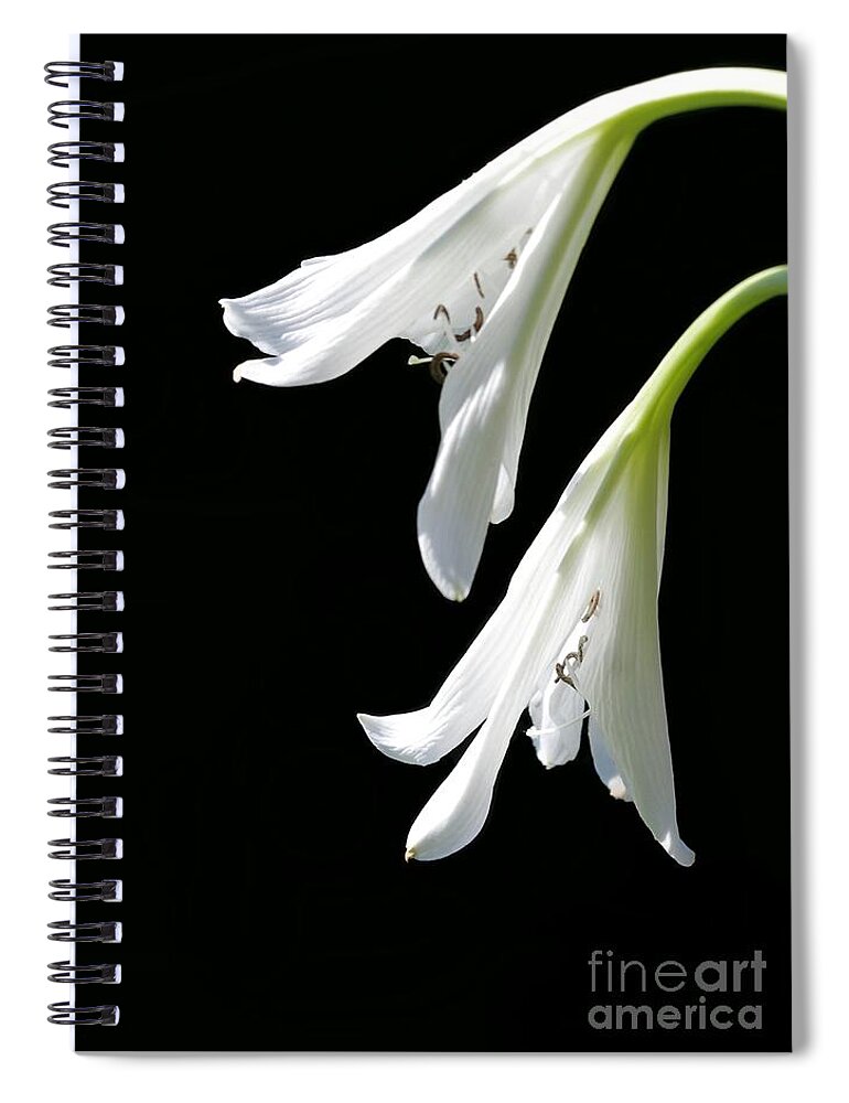 Lily Spiral Notebook featuring the photograph Two White Lilies by Sabrina L Ryan