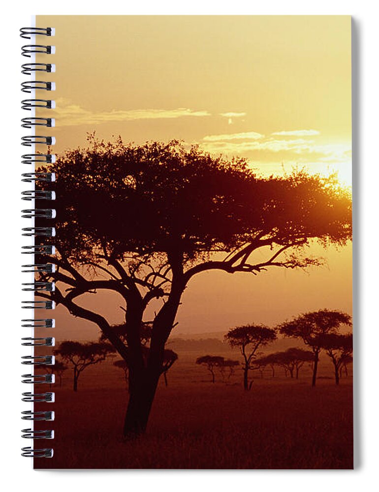 Mp Spiral Notebook featuring the photograph Umbrella Thorn Acacia Tortilis Trees by Gerry Ellis