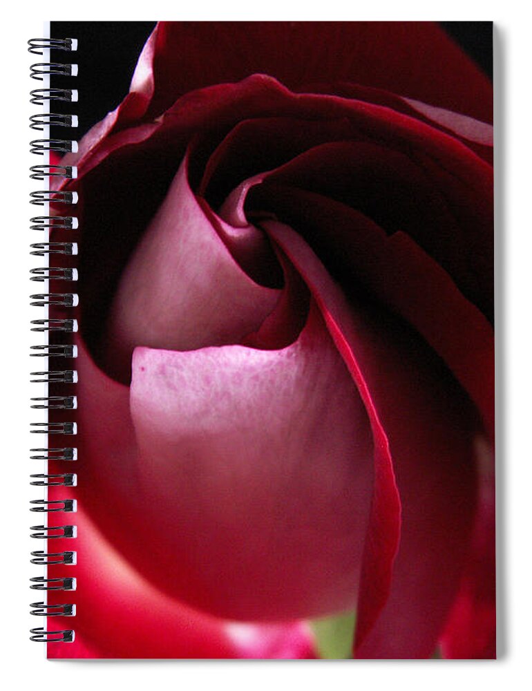 Rose Spiral Notebook featuring the photograph Unfolding Rose by Nancy Griswold