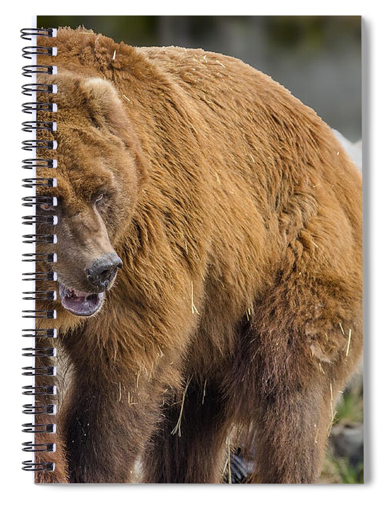 Grizzly Spiral Notebook featuring the photograph Very Big Bear by Greg Nyquist