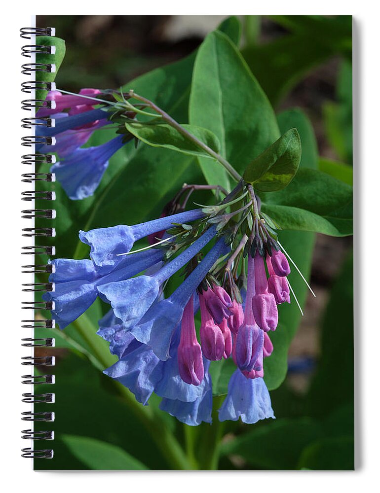 Flower Spiral Notebook featuring the photograph Virginia Bluebells by Daniel Reed
