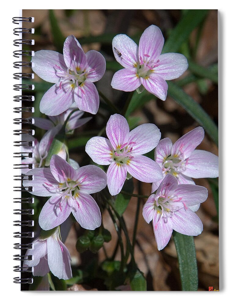 Spring Spiral Notebook featuring the photograph Virginia or Narrowleaf Spring-Beauty DSPF058 by Gerry Gantt