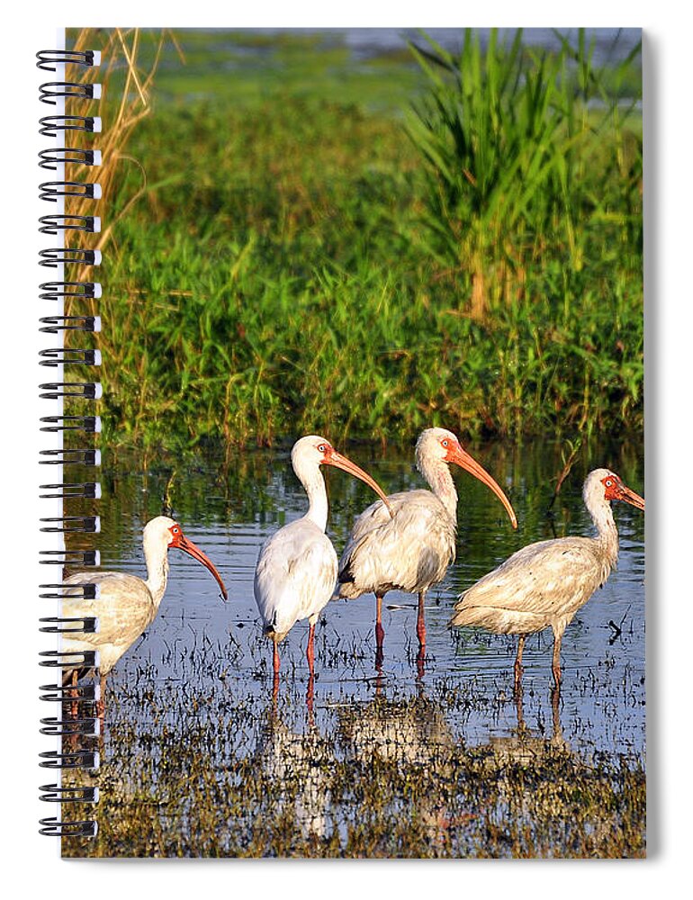 Ibis Spiral Notebook featuring the photograph Wading Ibises by Al Powell Photography USA