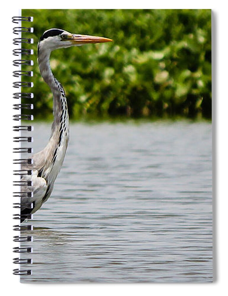 Grey Heron Spiral Notebook featuring the photograph Wading by SAURAVphoto Online Store