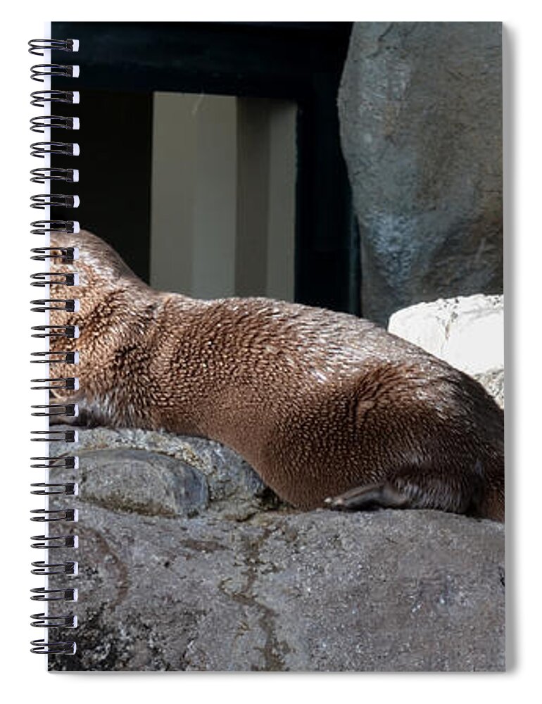 Animal Spiral Notebook featuring the photograph Watching Everybody by Donna Brown