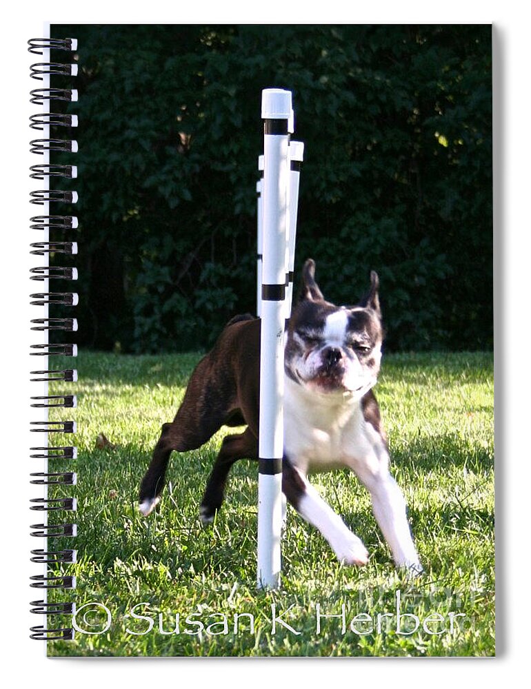 Boston Terrier Spiral Notebook featuring the photograph Weave Pole Wonder by Susan Herber