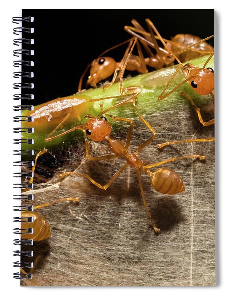 Mp Spiral Notebook featuring the photograph Weaver Ant Oecophylla Longinoda Group by Konrad Wothe