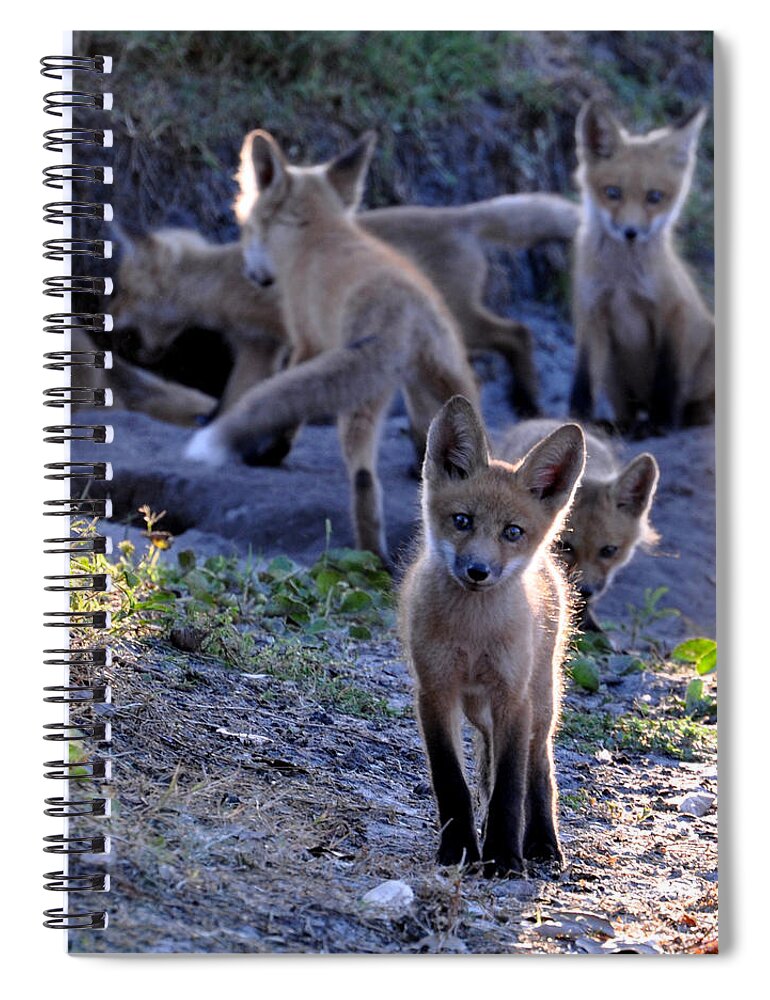 Red Foxes Spiral Notebook featuring the painting Welcome by AnnaJo Vahle