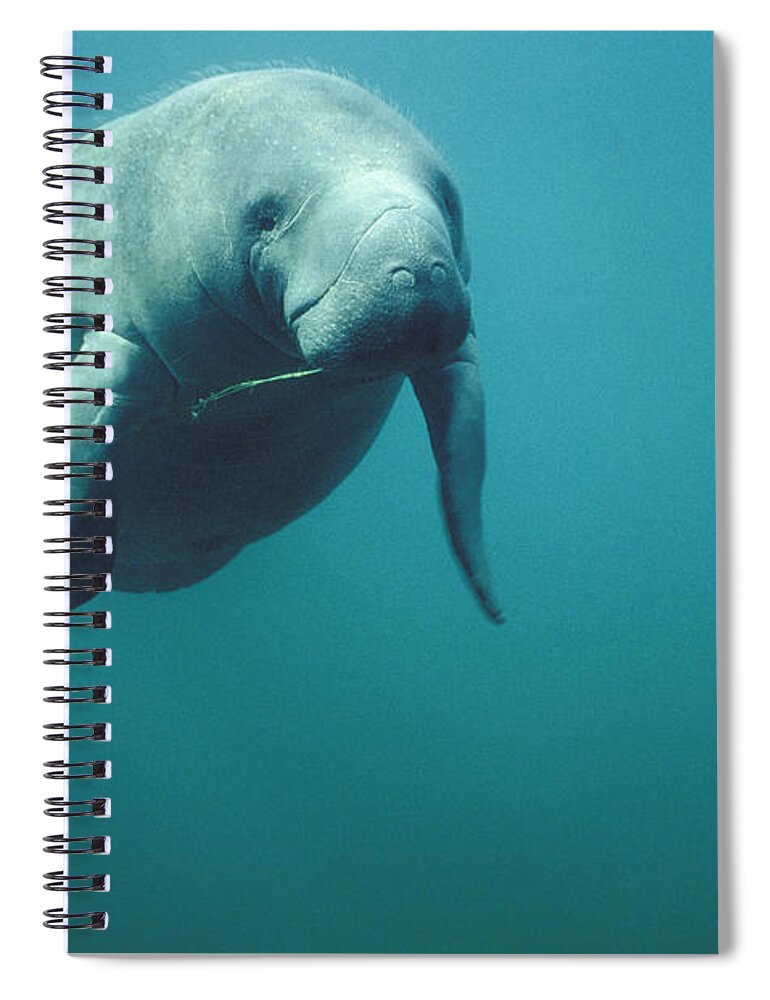 Mp Spiral Notebook featuring the photograph West Indian Manatee Trichechus Manatus by Tui De Roy