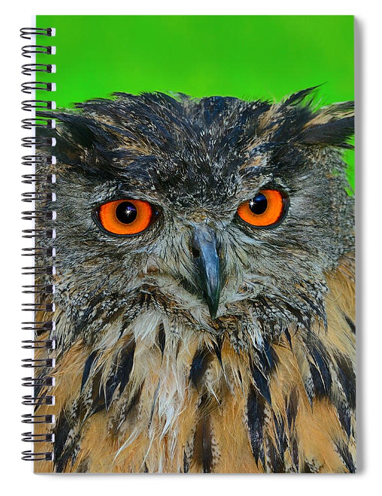 Eurasian Eagle-owl Spiral Notebook featuring the photograph Wet by Tony Beck