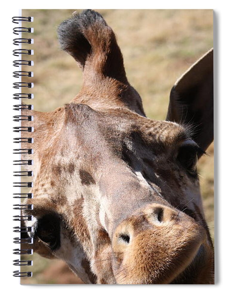 Giraffe Spiral Notebook featuring the photograph What A Face by Kim Galluzzo Wozniak