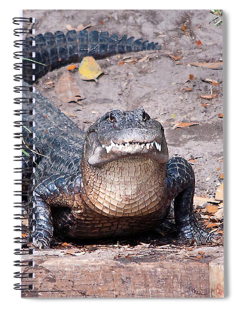 Alligator Spiral Notebook featuring the photograph What Are YOU Looking At by Kenneth Albin
