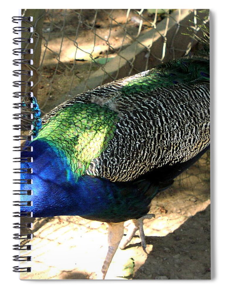 Peacock Spiral Notebook featuring the photograph What's Out There? by Rory Siegel