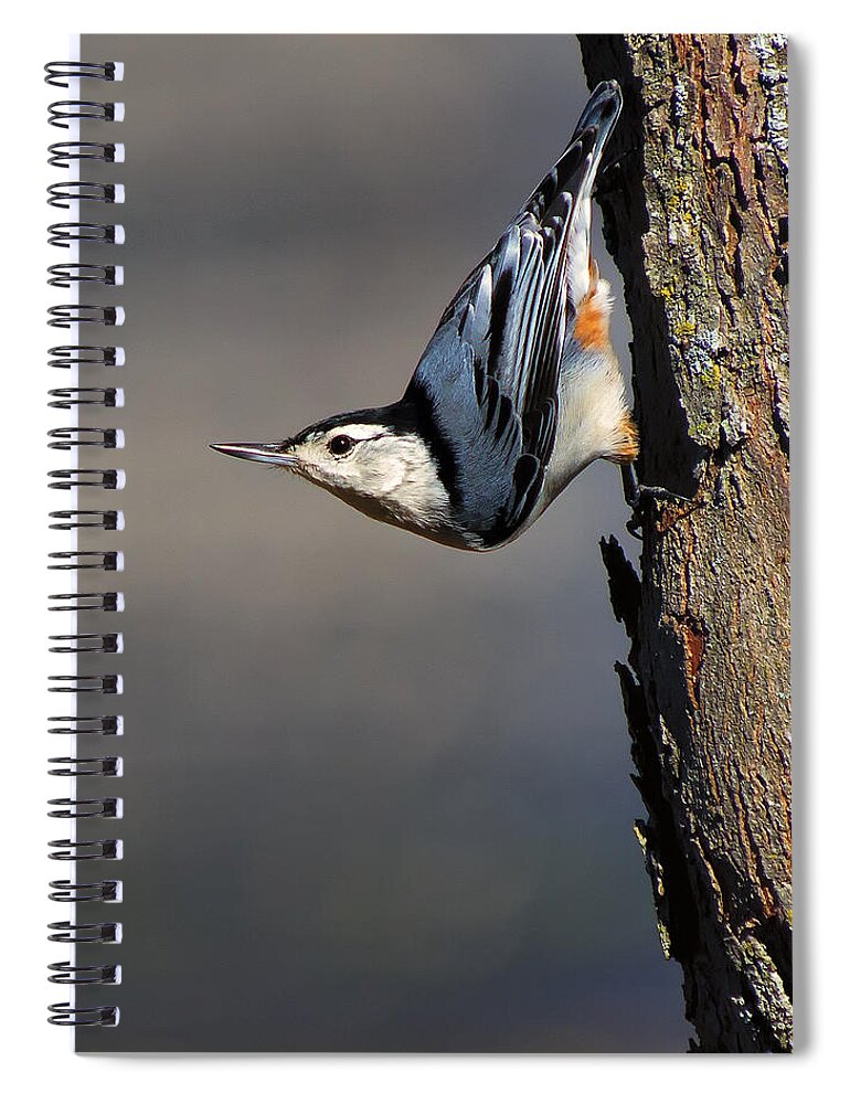 Bird Spiral Notebook featuring the photograph White-Breasted Nuthatch by Bill and Linda Tiepelman