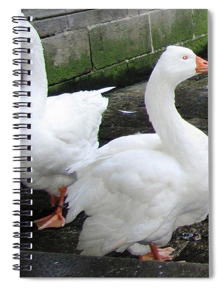 Duck Spiral Notebook featuring the photograph White Ducks in the Courtyard Close Up in Barcelona Spain by John Shiron