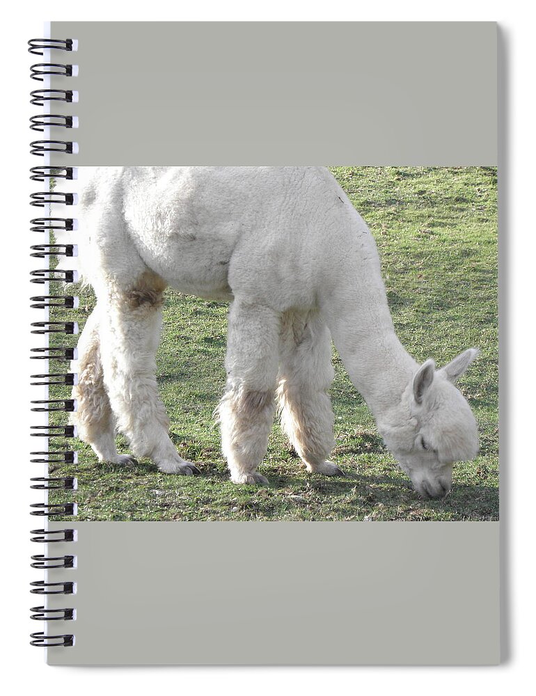 Alpaca Spiral Notebook featuring the photograph White Fluff by Kim Galluzzo
