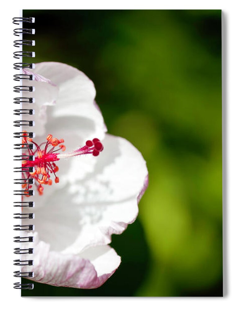 Hawaii Spiral Notebook featuring the photograph White Hibiscus by Dan McManus