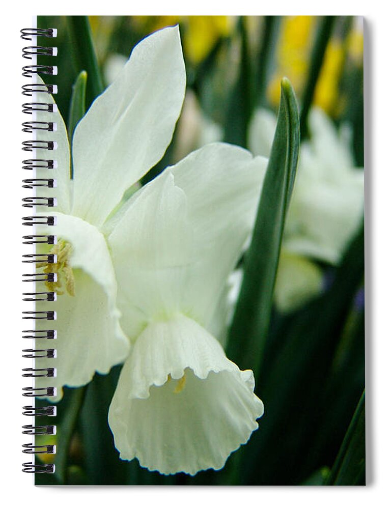 White Spiral Notebook featuring the photograph White Petals by Al Griffin