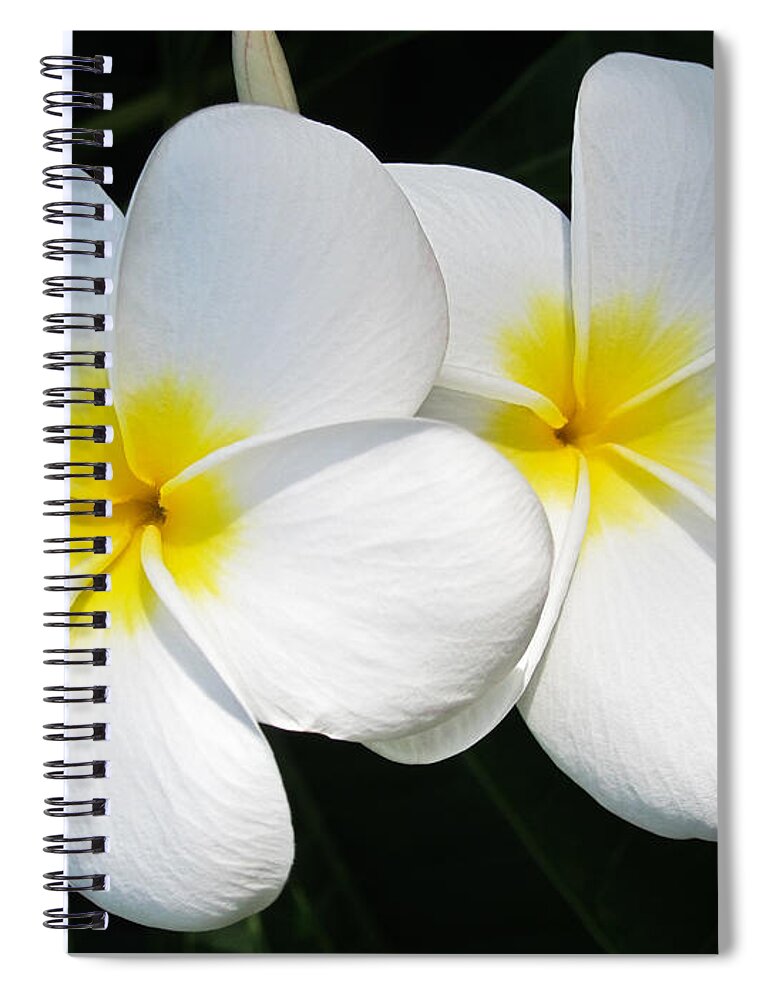 Plumeria Spiral Notebook featuring the photograph White Plumerias by Shane Kelly