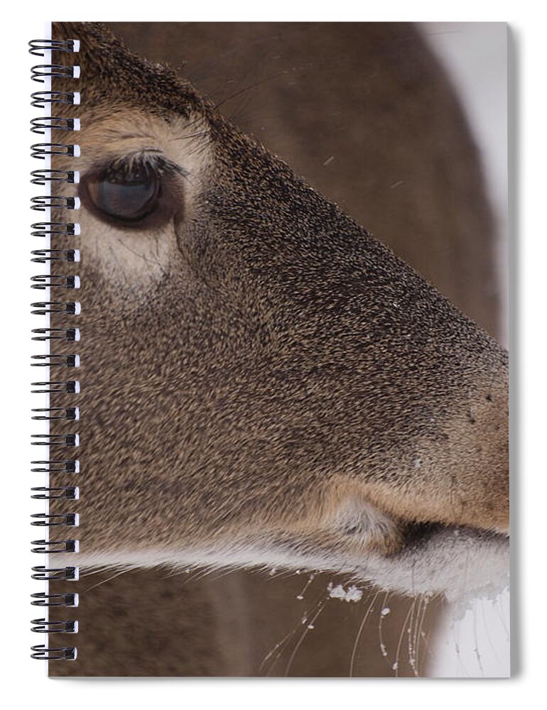 Deer Spiral Notebook featuring the photograph White Tail Close Up by Joshua House