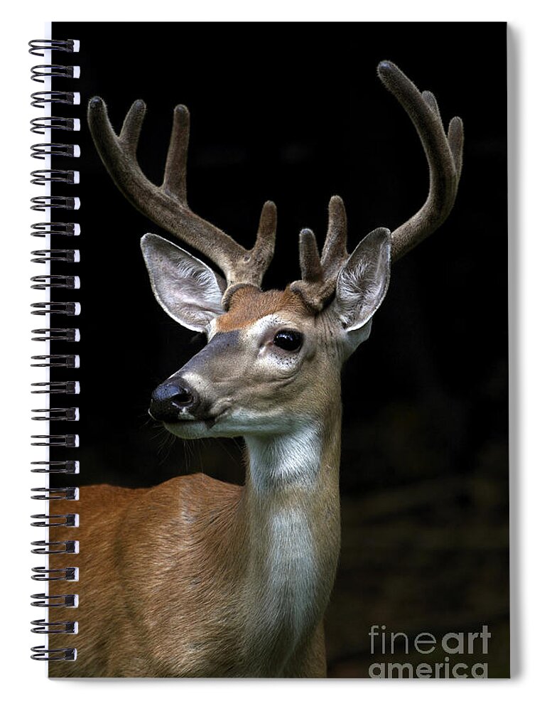 White-tail Deer Spiral Notebook featuring the photograph White-tailed Deer Buck by John Van Decker