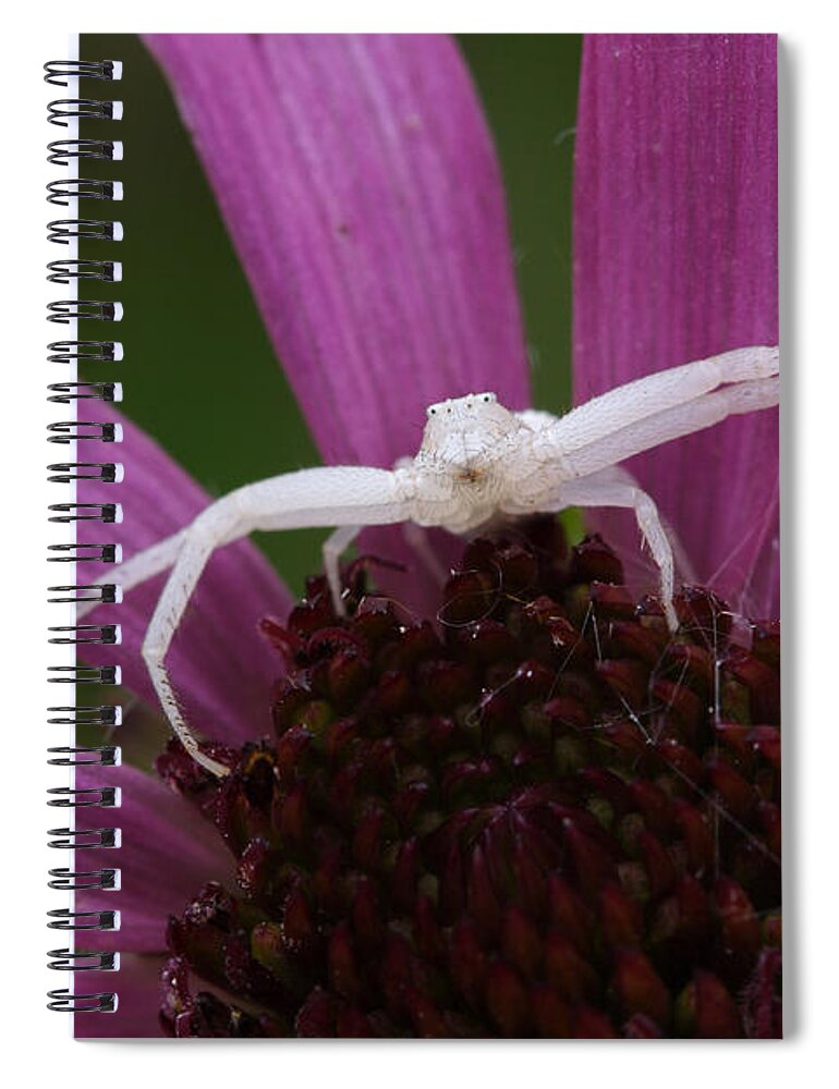 Whitebanded Crab Spider Spiral Notebook featuring the photograph Whitebanded Crab Spider On Tennessee Coneflower by Daniel Reed