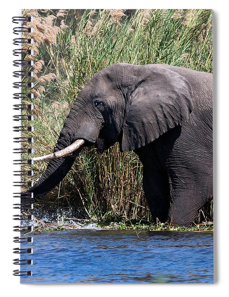 Africa Spiral Notebook featuring the photograph Wild Elephant Splashing in Water by Karen Lee Ensley