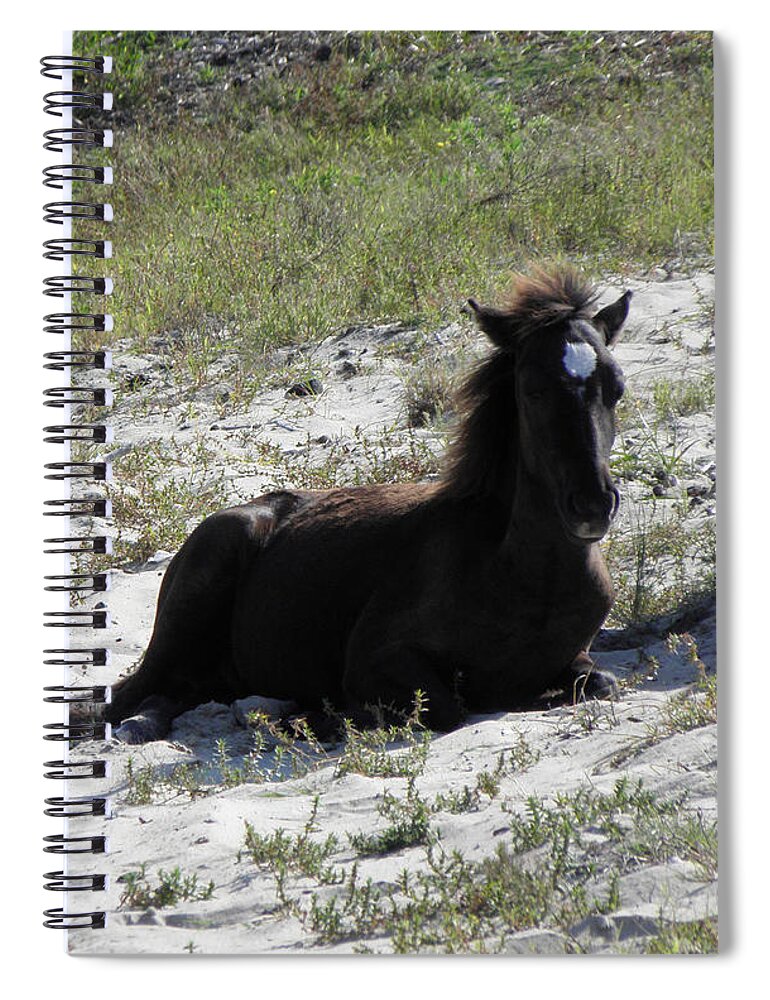 Wild Spiral Notebook featuring the photograph Wild Foal by Kim Galluzzo Wozniak