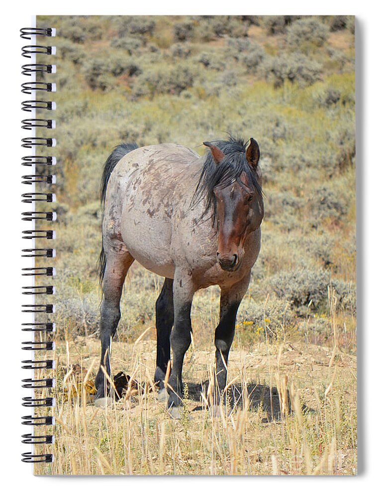 Horse Spiral Notebook featuring the photograph Wild Horses Wyoming - The Mare II by Donna Greene
