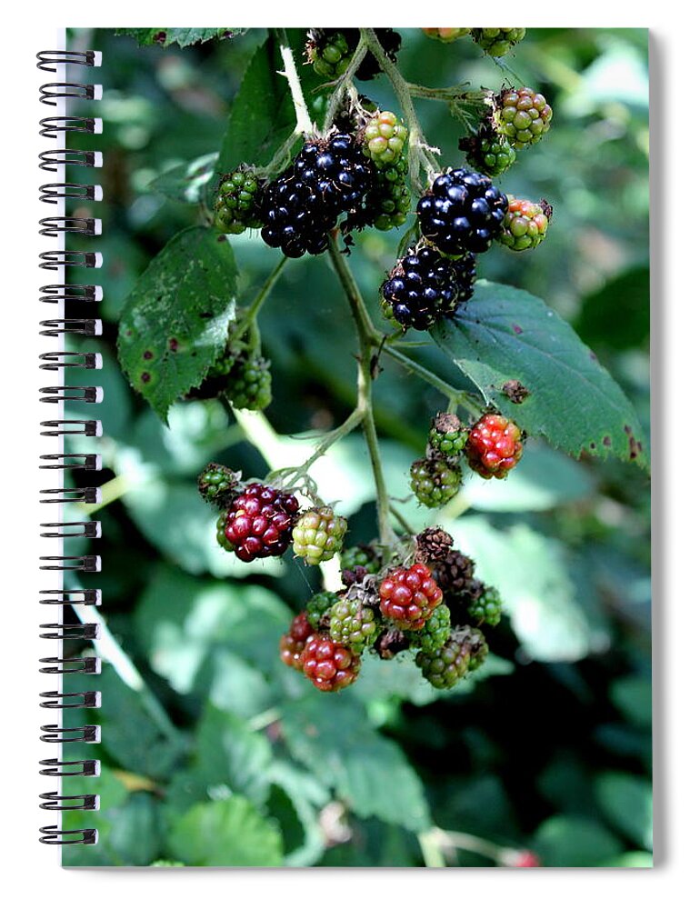 Oregon Spiral Notebook featuring the photograph Wild Oregon Blackberries by Jo Sheehan