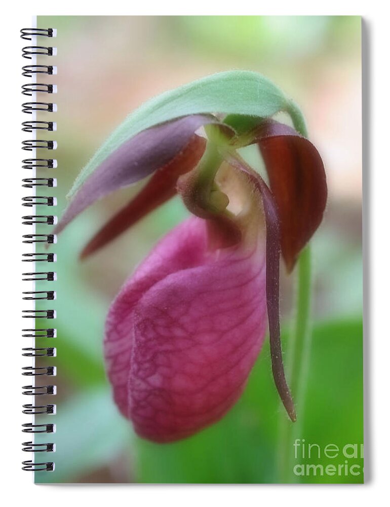 Orchid Spiral Notebook featuring the photograph Wild Pink Lady Slipper Orchid by Smilin Eyes Treasures