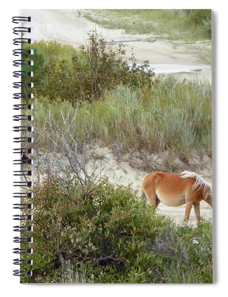 Wild Spiral Notebook featuring the photograph Wild Spanish Mustangs of the Outer Banks of North Carolina by Kim Galluzzo