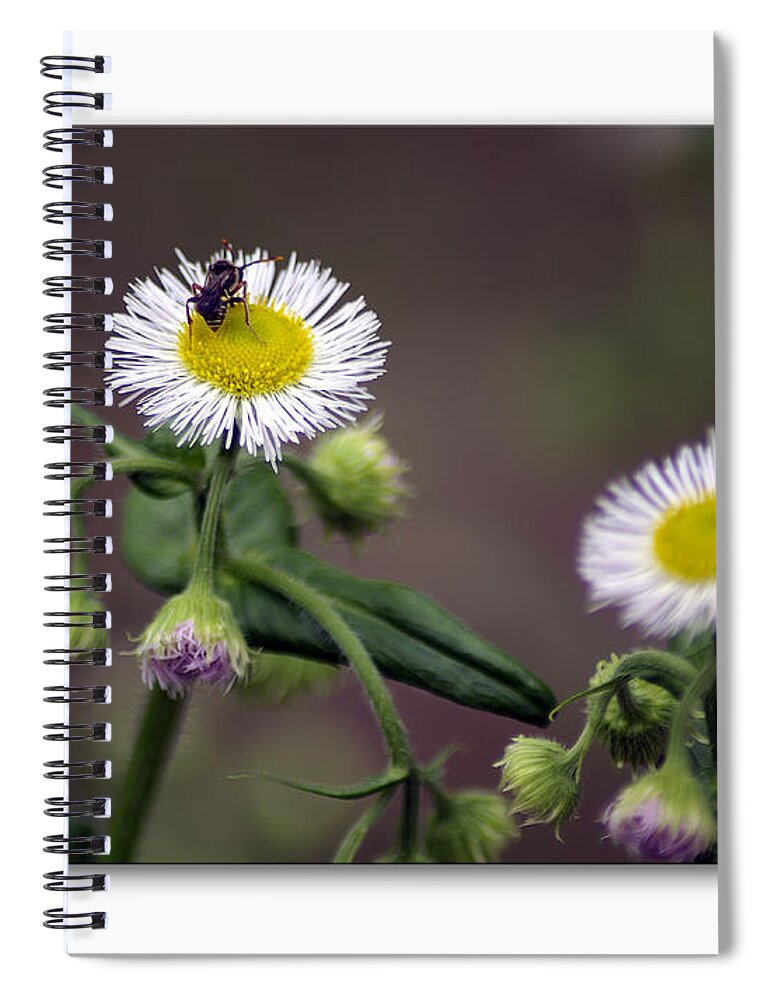 2d Spiral Notebook featuring the photograph Wildflower Insect by Brian Wallace