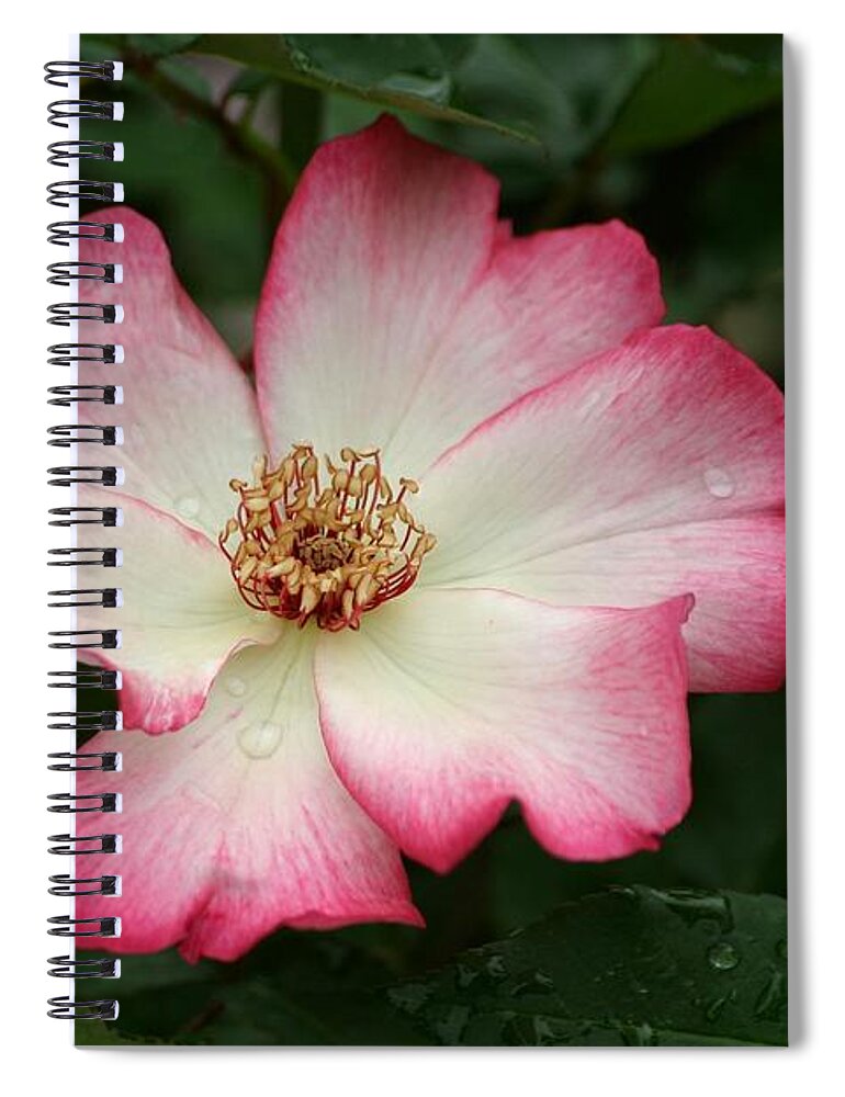Rose Spiral Notebook featuring the photograph Windmill by Living Color Photography Lorraine Lynch