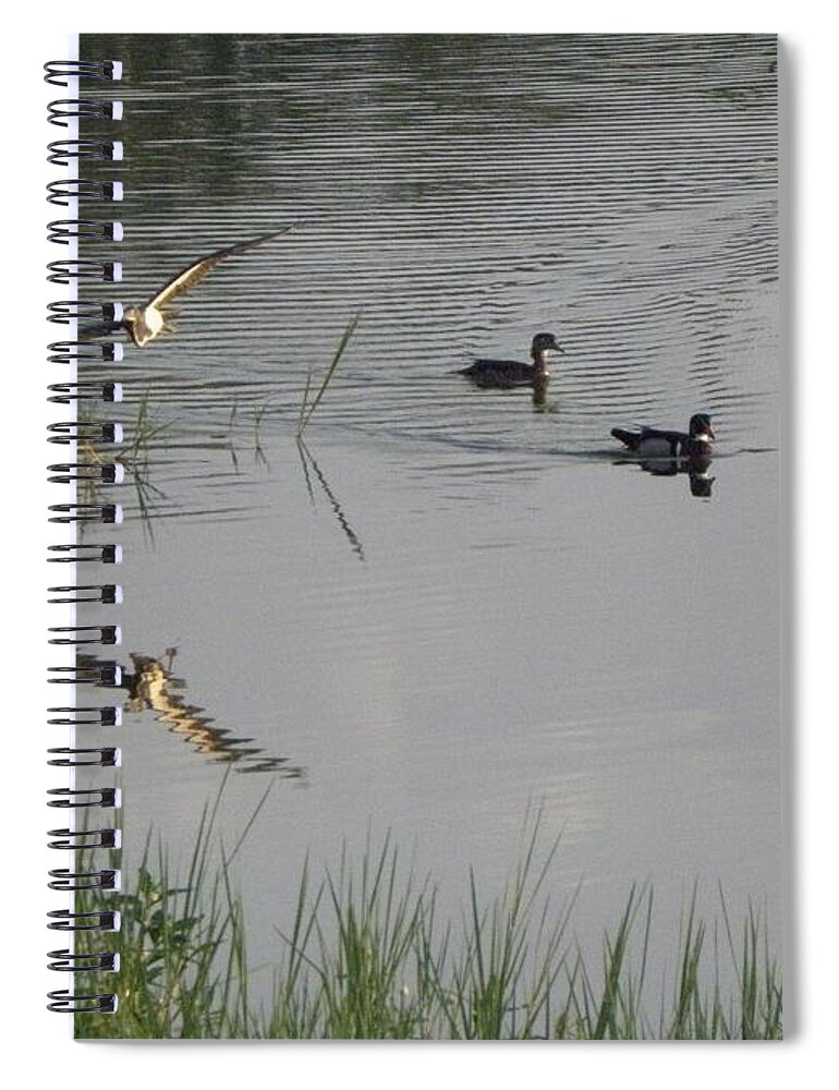 Wood Ducks Spiral Notebook featuring the photograph Wood Ducks At Peace by Kim Galluzzo Wozniak