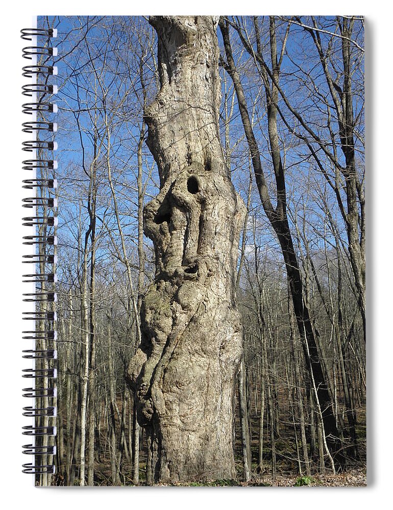 Tree Spiral Notebook featuring the photograph Years of twists and turns by Kim Galluzzo