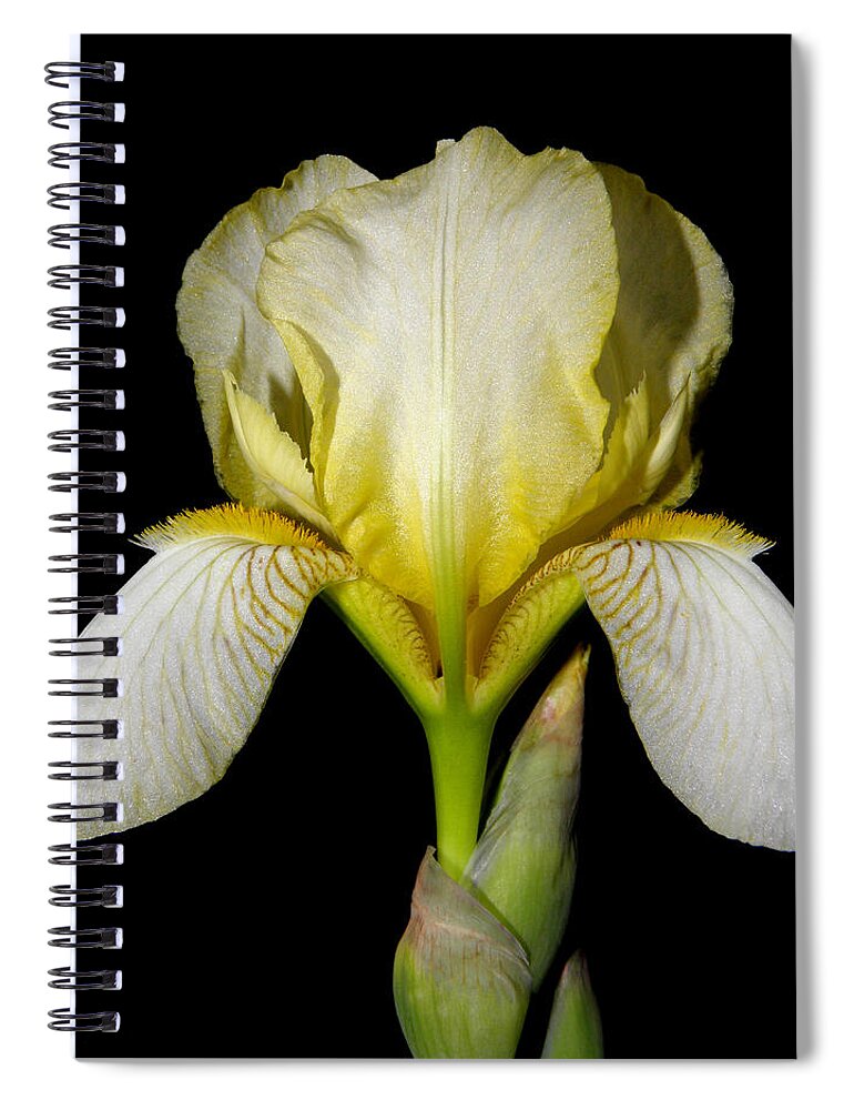 Iris Spiral Notebook featuring the photograph Yellow At Night by Kim Galluzzo