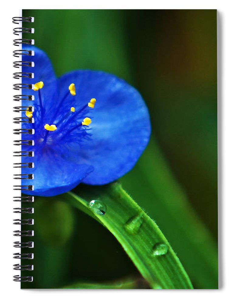 Flowers Spiral Notebook featuring the photograph Yellow Blue And Raindrops by Ed Peterson