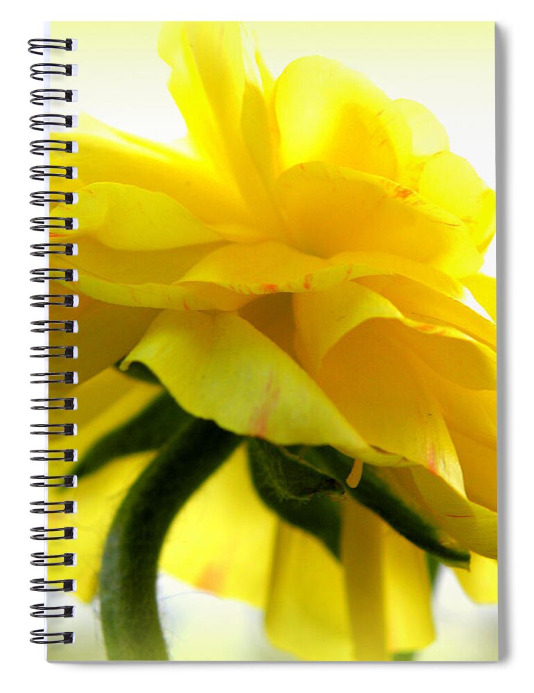 Ranunculus Spiral Notebook featuring the photograph Yellow Glow In The Sun by Kim Galluzzo Wozniak