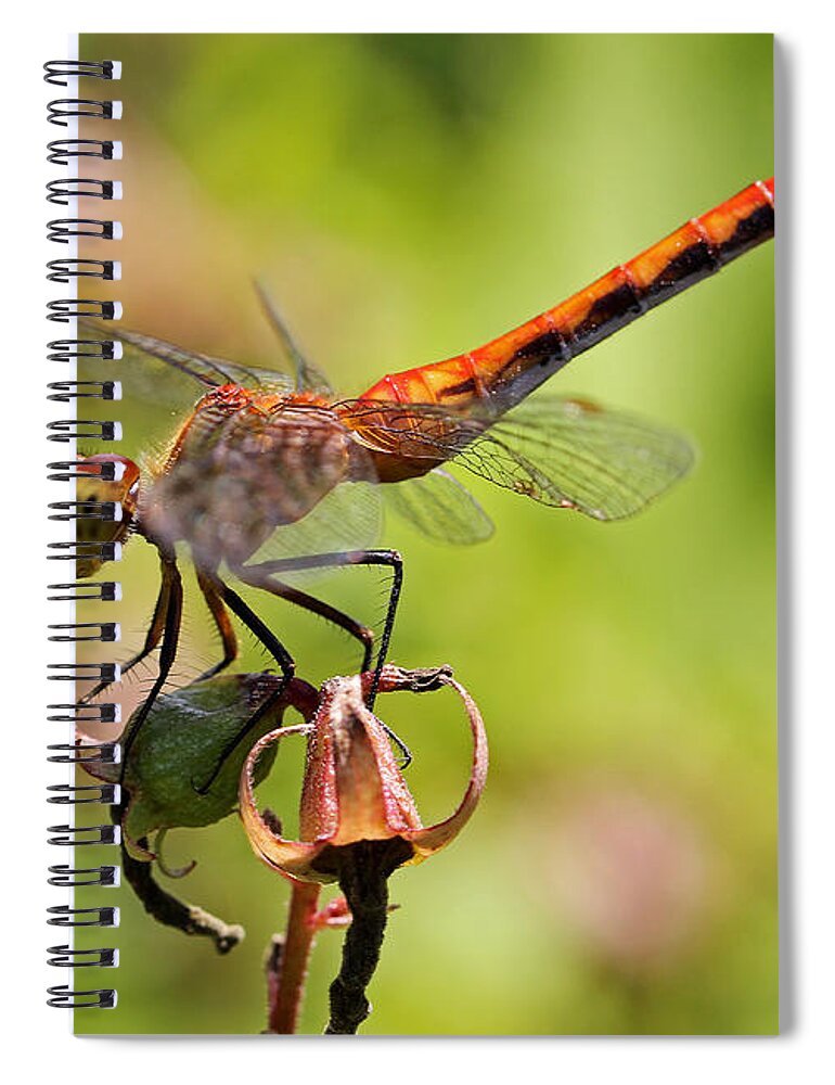 Dragonfly Spiral Notebook featuring the photograph Yellow-Legged Meadowhawk by Juergen Roth